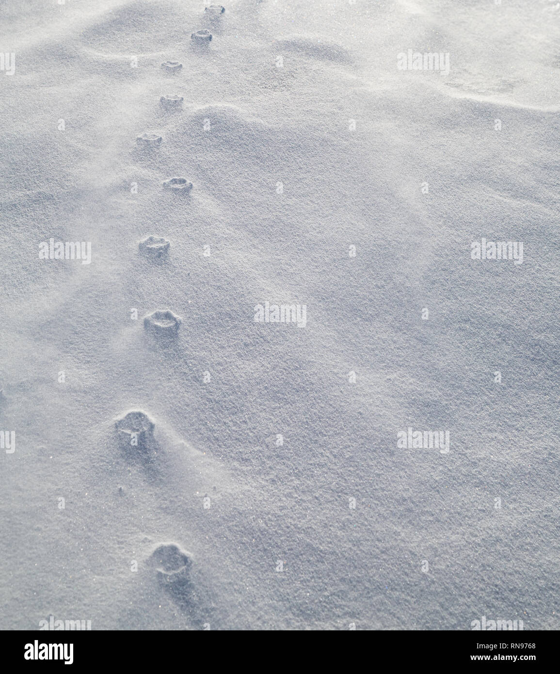 Haute relief of a dog`s paw prints in blowing snow. Strong winds have eroded the loose snow around the compressed paw prints. Stock Photo